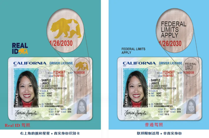 加州 DMV 官方 Real ID (全美通用真实身份驾照,带金熊星标) 与标准驾照的区别对比图